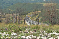 Viadukt skozi ožgana drevesa